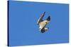 Peregrine Falcon Diving-null-Stretched Canvas