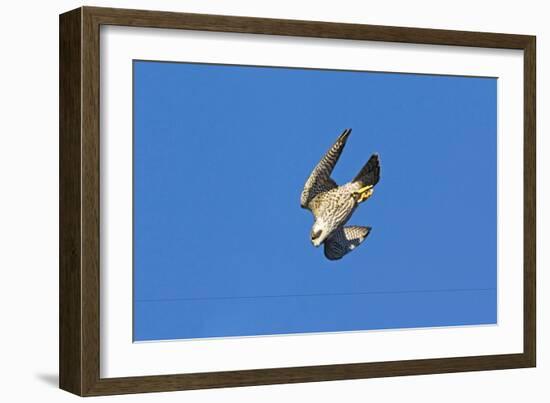 Peregrine Falcon Diving-null-Framed Photographic Print