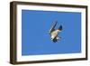 Peregrine Falcon Diving-null-Framed Photographic Print