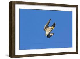 Peregrine Falcon Diving-null-Framed Photographic Print