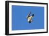 Peregrine Falcon Diving-null-Framed Photographic Print