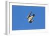 Peregrine Falcon Diving-null-Framed Photographic Print