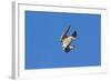 Peregrine Falcon Diving-null-Framed Photographic Print