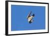 Peregrine Falcon Diving-null-Framed Photographic Print