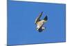 Peregrine Falcon Diving-null-Mounted Photographic Print