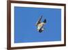 Peregrine Falcon Diving-null-Framed Photographic Print