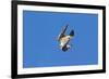 Peregrine Falcon Diving-null-Framed Photographic Print