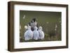 Peregrine falcon (Falco peregrinus) adult feeding chicks in nest, Vaala, Finland, June.-Markus Varesvuo-Framed Photographic Print