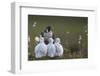 Peregrine falcon (Falco peregrinus) adult feeding chicks in nest, Vaala, Finland, June.-Markus Varesvuo-Framed Photographic Print