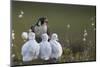 Peregrine falcon (Falco peregrinus) adult feeding chicks in nest, Vaala, Finland, June.-Markus Varesvuo-Mounted Photographic Print