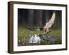 Peregrine falcon (Falco peregrinus) adult landing at nest with chicks, Vaala, Finland, June.-Markus Varesvuo-Framed Photographic Print