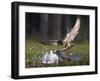 Peregrine falcon (Falco peregrinus) adult landing at nest with chicks, Vaala, Finland, June.-Markus Varesvuo-Framed Photographic Print