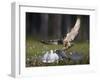 Peregrine falcon (Falco peregrinus) adult landing at nest with chicks, Vaala, Finland, June.-Markus Varesvuo-Framed Photographic Print