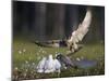 Peregrine falcon (Falco peregrinus) adult landing at nest with chicks, Vaala, Finland, June.-Markus Varesvuo-Mounted Photographic Print