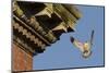 Peregrine Falcon (Falco Peregrinus), Adult Male Landing on Building. Bristol, UK. March-Sam Hobson-Mounted Photographic Print