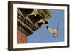 Peregrine Falcon (Falco Peregrinus), Adult Male Landing on Building. Bristol, UK. March-Sam Hobson-Framed Photographic Print