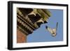 Peregrine Falcon (Falco Peregrinus), Adult Male Landing on Building. Bristol, UK. March-Sam Hobson-Framed Photographic Print