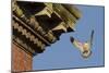 Peregrine Falcon (Falco Peregrinus), Adult Male Landing on Building. Bristol, UK. March-Sam Hobson-Mounted Photographic Print