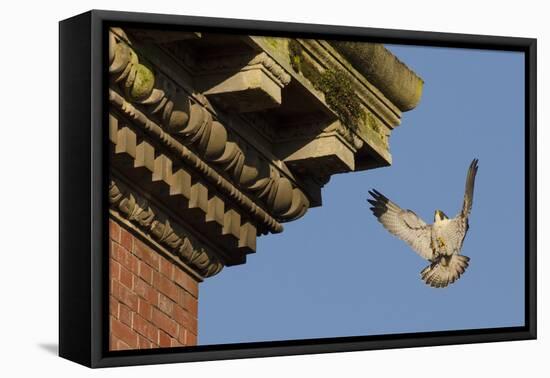 Peregrine Falcon (Falco Peregrinus), Adult Male Landing on Building. Bristol, UK. March-Sam Hobson-Framed Stretched Canvas