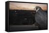 Peregrine Falcon (Falco Peregrinus) Captive-Florian Mã¶Llers-Framed Stretched Canvas