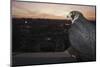 Peregrine Falcon (Falco Peregrinus) Captive-Florian Mã¶Llers-Mounted Photographic Print