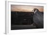 Peregrine Falcon (Falco Peregrinus) Captive-Florian Mã¶Llers-Framed Photographic Print