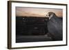 Peregrine Falcon (Falco Peregrinus) Captive-Florian Mã¶Llers-Framed Photographic Print