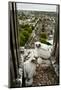 Peregrine Falcon (Falco Peregrinus) Chicks At Nest On Building, London, England-Bertie Gregory-Mounted Photographic Print