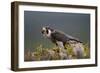 Peregrine Falcon (Falco Peregrinus) Feeding On Wood Pigeon With Flies Buzzing Around-Peter Cairns-Framed Photographic Print