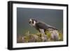 Peregrine Falcon (Falco Peregrinus) Feeding On Wood Pigeon With Flies Buzzing Around-Peter Cairns-Framed Photographic Print