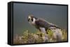 Peregrine Falcon (Falco Peregrinus) Feeding On Wood Pigeon With Flies Buzzing Around-Peter Cairns-Framed Stretched Canvas