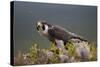 Peregrine Falcon (Falco Peregrinus) Feeding On Wood Pigeon With Flies Buzzing Around-Peter Cairns-Stretched Canvas