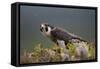 Peregrine Falcon (Falco Peregrinus) Feeding On Wood Pigeon With Flies Buzzing Around-Peter Cairns-Framed Stretched Canvas