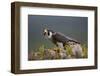 Peregrine Falcon (Falco Peregrinus) Feeding On Wood Pigeon With Flies Buzzing Around-Peter Cairns-Framed Photographic Print