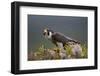 Peregrine Falcon (Falco Peregrinus) Feeding On Wood Pigeon With Flies Buzzing Around-Peter Cairns-Framed Photographic Print