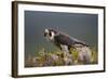 Peregrine Falcon (Falco Peregrinus) Feeding On Wood Pigeon With Flies Buzzing Around-Peter Cairns-Framed Photographic Print