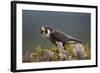 Peregrine Falcon (Falco Peregrinus) Feeding On Wood Pigeon With Flies Buzzing Around-Peter Cairns-Framed Photographic Print