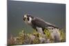 Peregrine Falcon (Falco Peregrinus) Feeding On Wood Pigeon With Flies Buzzing Around-Peter Cairns-Mounted Photographic Print