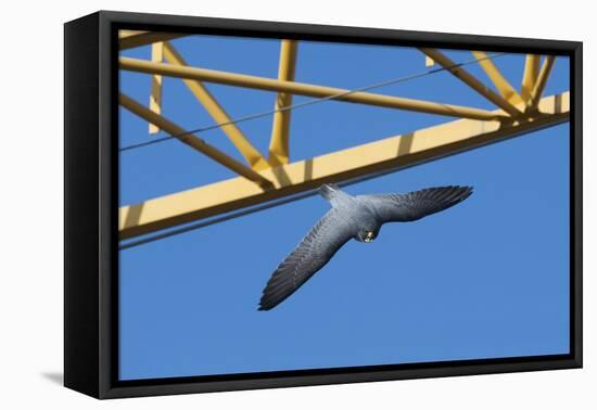 Peregrine Falcon (Falco Peregrinus) Flying Past Crane, Barcelona, Spain, April 2009-Geslin-Framed Stretched Canvas