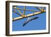 Peregrine Falcon (Falco Peregrinus) Flying Past Crane, Barcelona, Spain, April 2009-Geslin-Framed Photographic Print