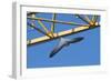 Peregrine Falcon (Falco Peregrinus) Flying Past Crane, Barcelona, Spain, April 2009-Geslin-Framed Photographic Print