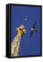 Peregrine Falcon (Falco Peregrinus) Flying Past Spire, Norwich Cathedral, Norfolk, UK, June-Robin Chittenden-Framed Stretched Canvas