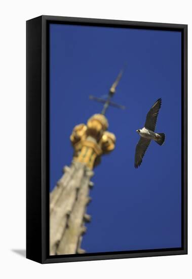 Peregrine Falcon (Falco Peregrinus) Flying Past Spire, Norwich Cathedral, Norfolk, UK, June-Robin Chittenden-Framed Stretched Canvas