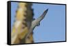 Peregrine Falcon (Falco Peregrinus) in Flight, Barcelona, Spain, April 2009-Geslin-Framed Stretched Canvas