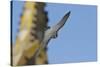 Peregrine Falcon (Falco Peregrinus) in Flight, Barcelona, Spain, April 2009-Geslin-Stretched Canvas