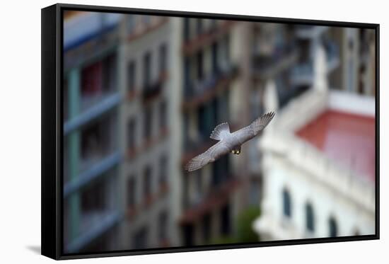 Peregrine Falcon (Falco Peregrinus) in Flight, Barcelona, Spain, April 2009-Geslin-Framed Stretched Canvas