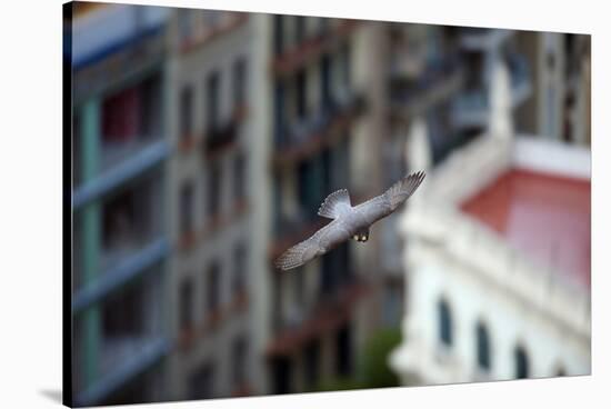 Peregrine Falcon (Falco Peregrinus) in Flight, Barcelona, Spain, April 2009-Geslin-Stretched Canvas