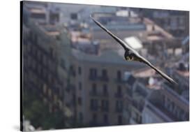 Peregrine Falcon (Falco Peregrinus) in Flight, Barcelona, Spain, April 2009-Geslin-Stretched Canvas