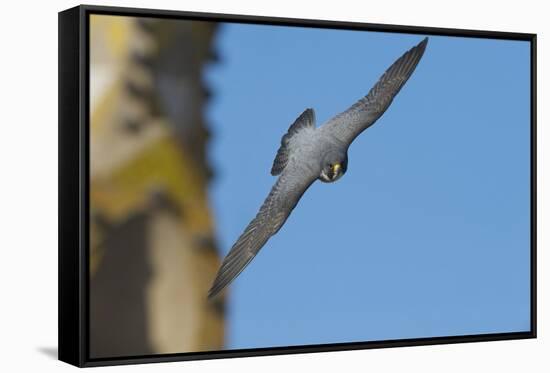Peregrine Falcon (Falco Peregrinus) in Flight, Barcelona, Spain, April 2009-Geslin-Framed Stretched Canvas
