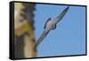 Peregrine Falcon (Falco Peregrinus) in Flight, Barcelona, Spain, April 2009-Geslin-Framed Stretched Canvas